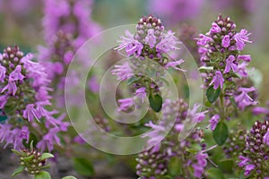 Comosus Thyme, Thymus comosus in the CarpathianÂ Mountains